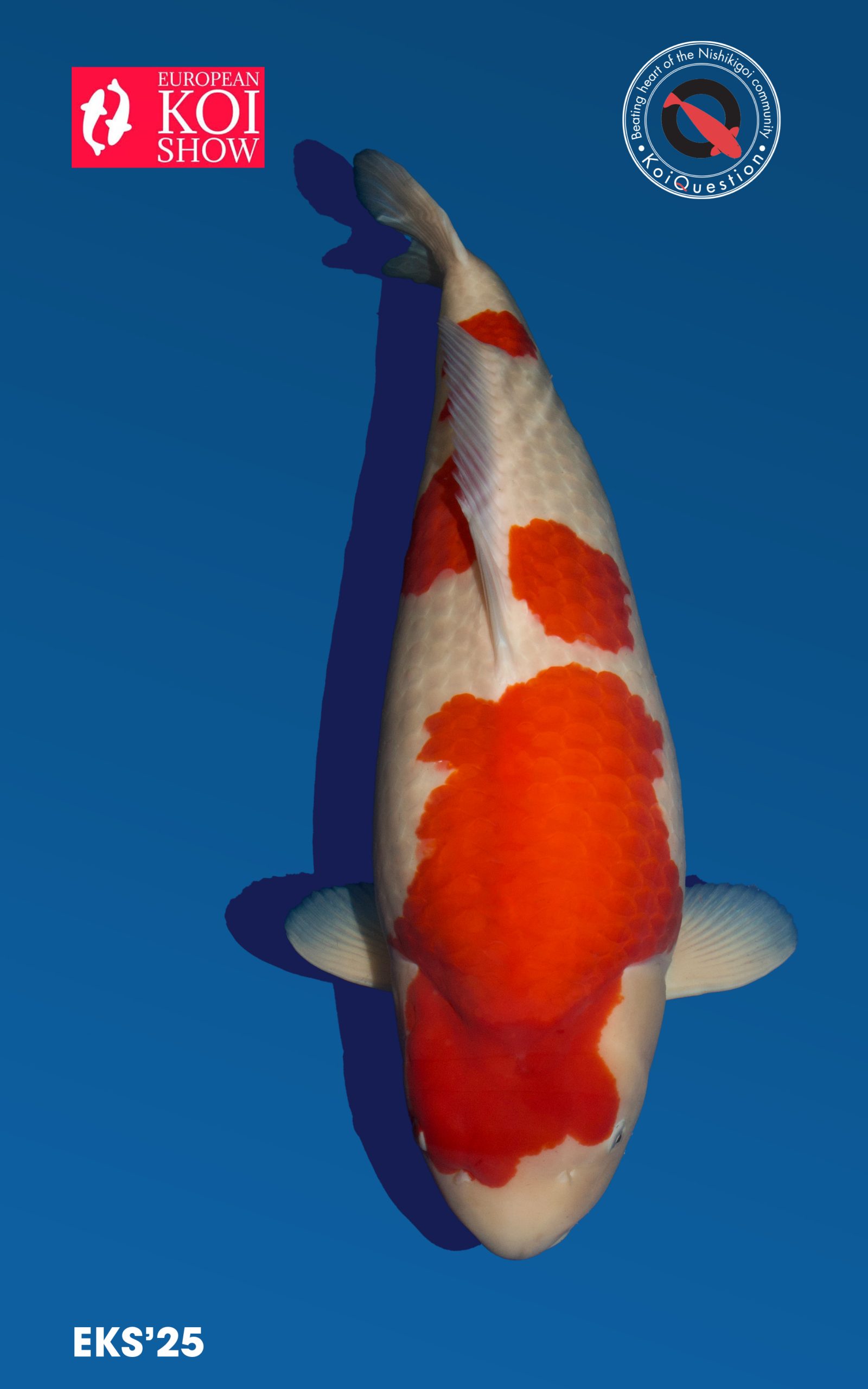Kohaku