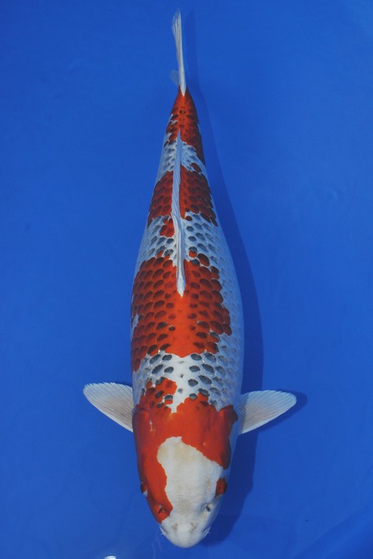Kujaku