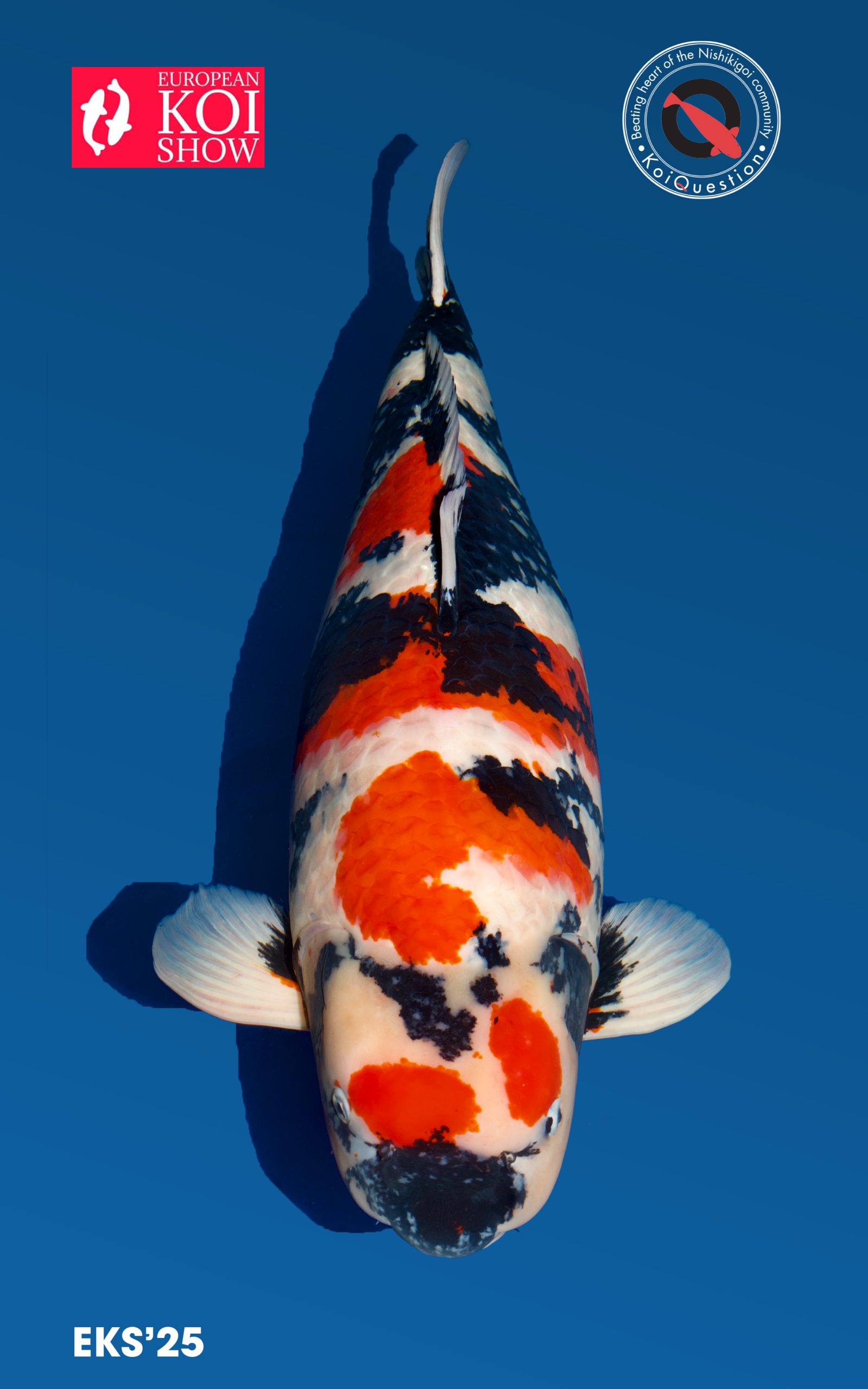 Showa Sanshoku