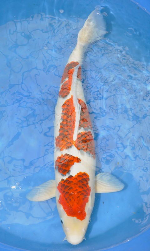 Ai Goromo
