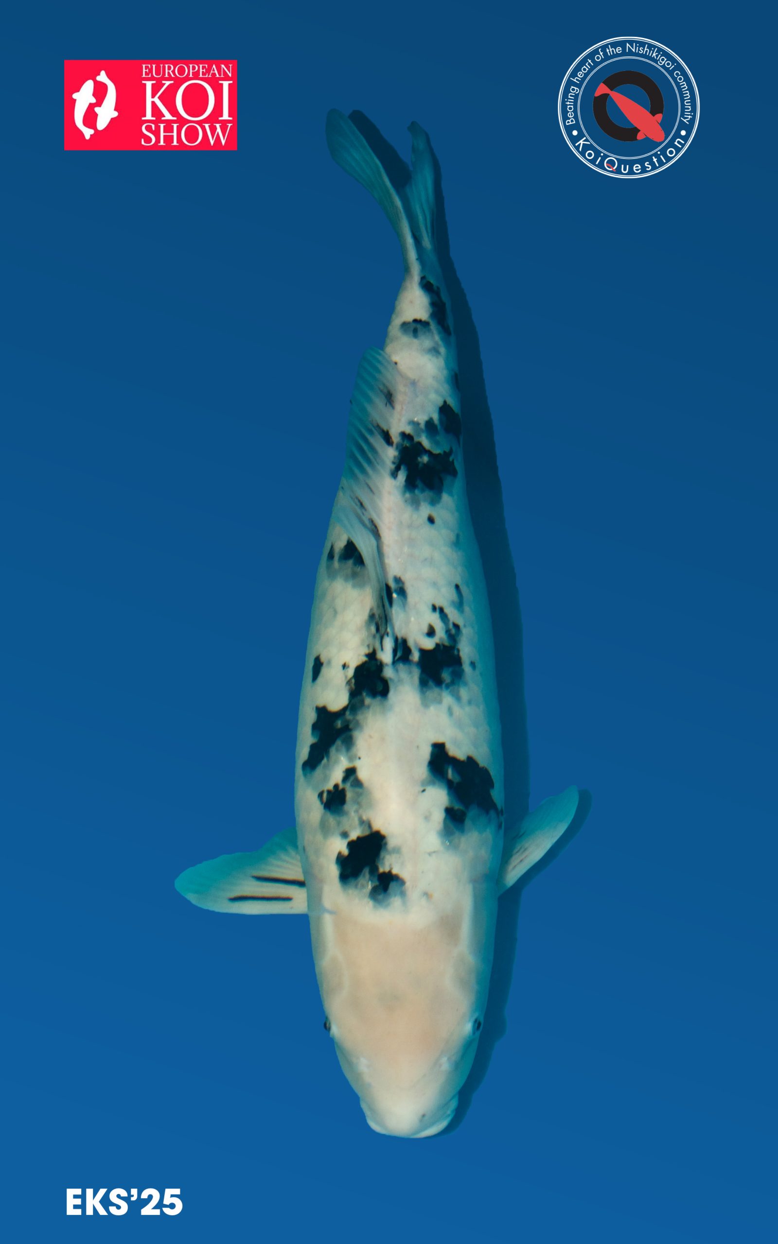Shiro Bekko