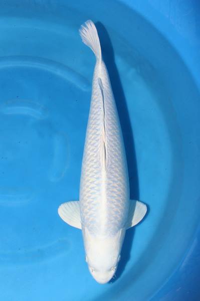 Platinum Ogon (Purachina), voorbeeldfoto van KoiQuestion