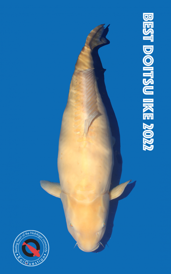 Karashigoi, voorbeeldfoto van KoiQuestion