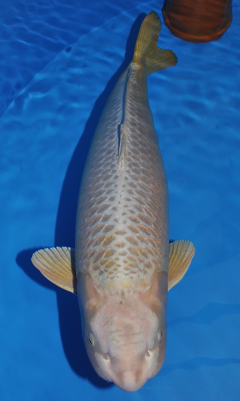 Mukashi Ogon