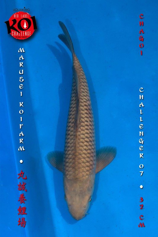Chagoi