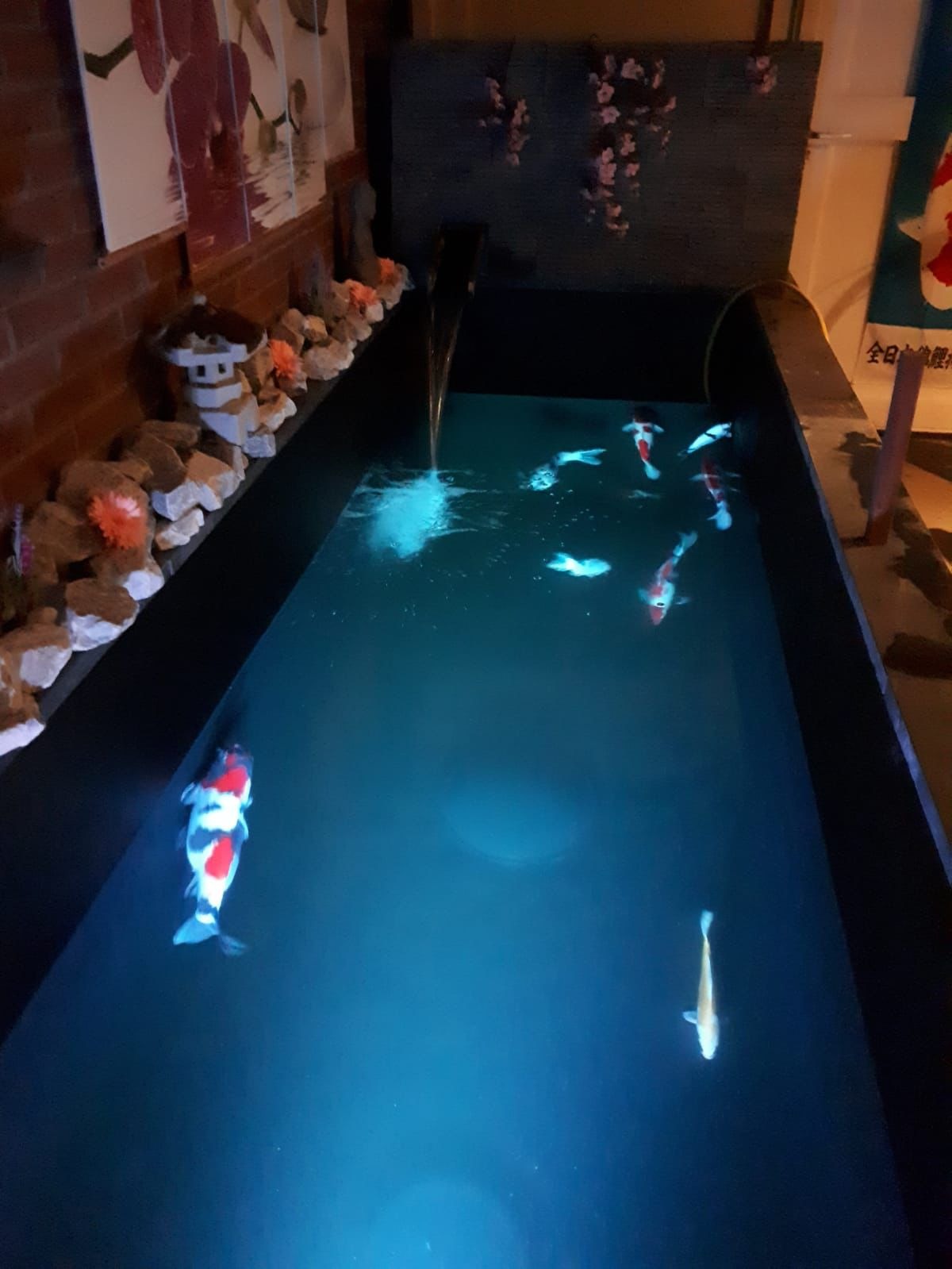 Koi vijver Kollumerzwaag, foto 5