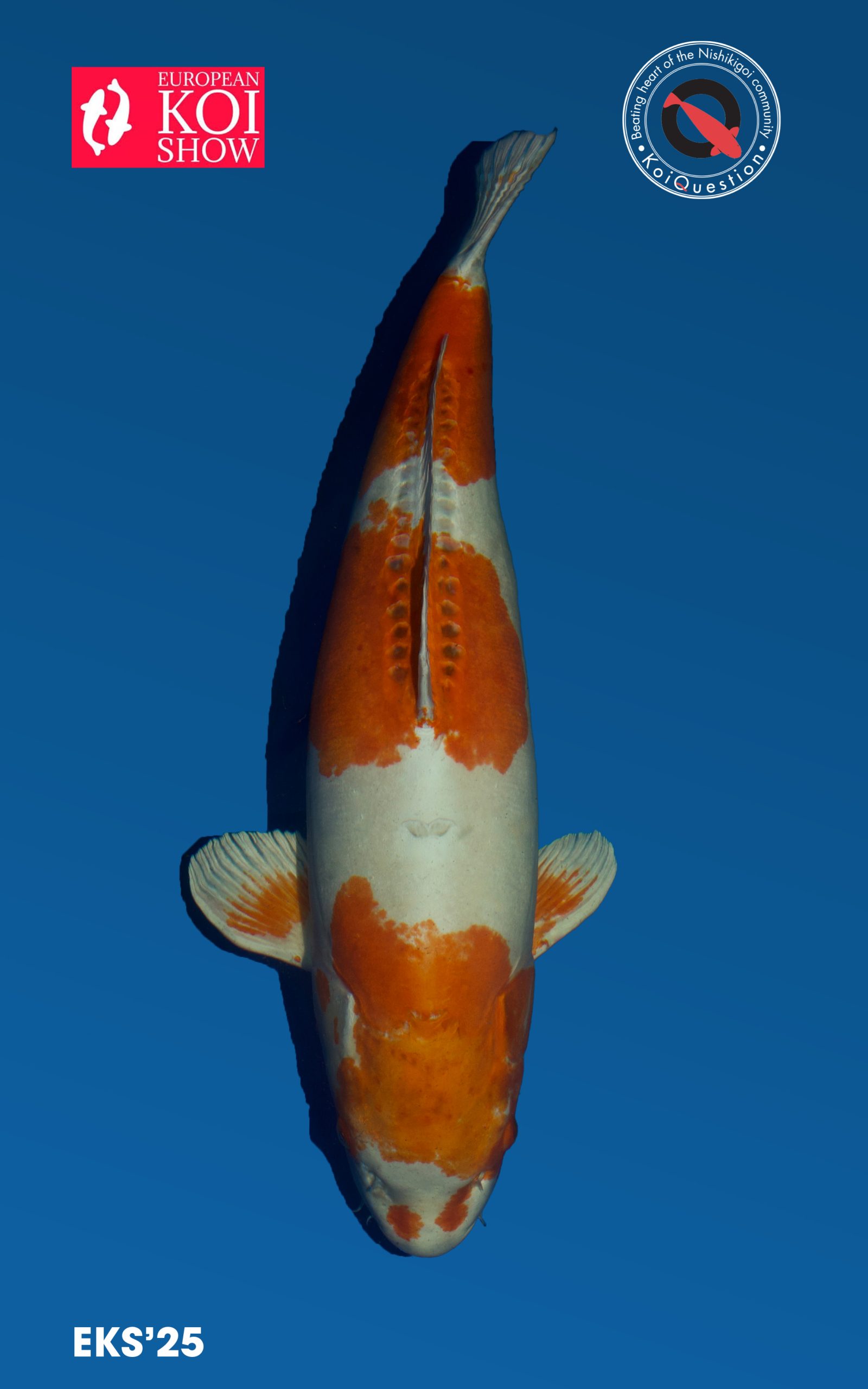 Kikusui