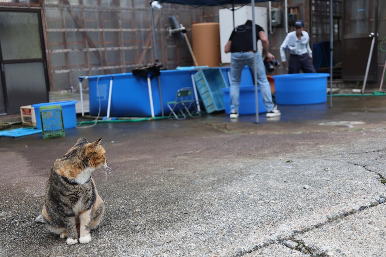 Een kat zit voor een Japanse kwekerij