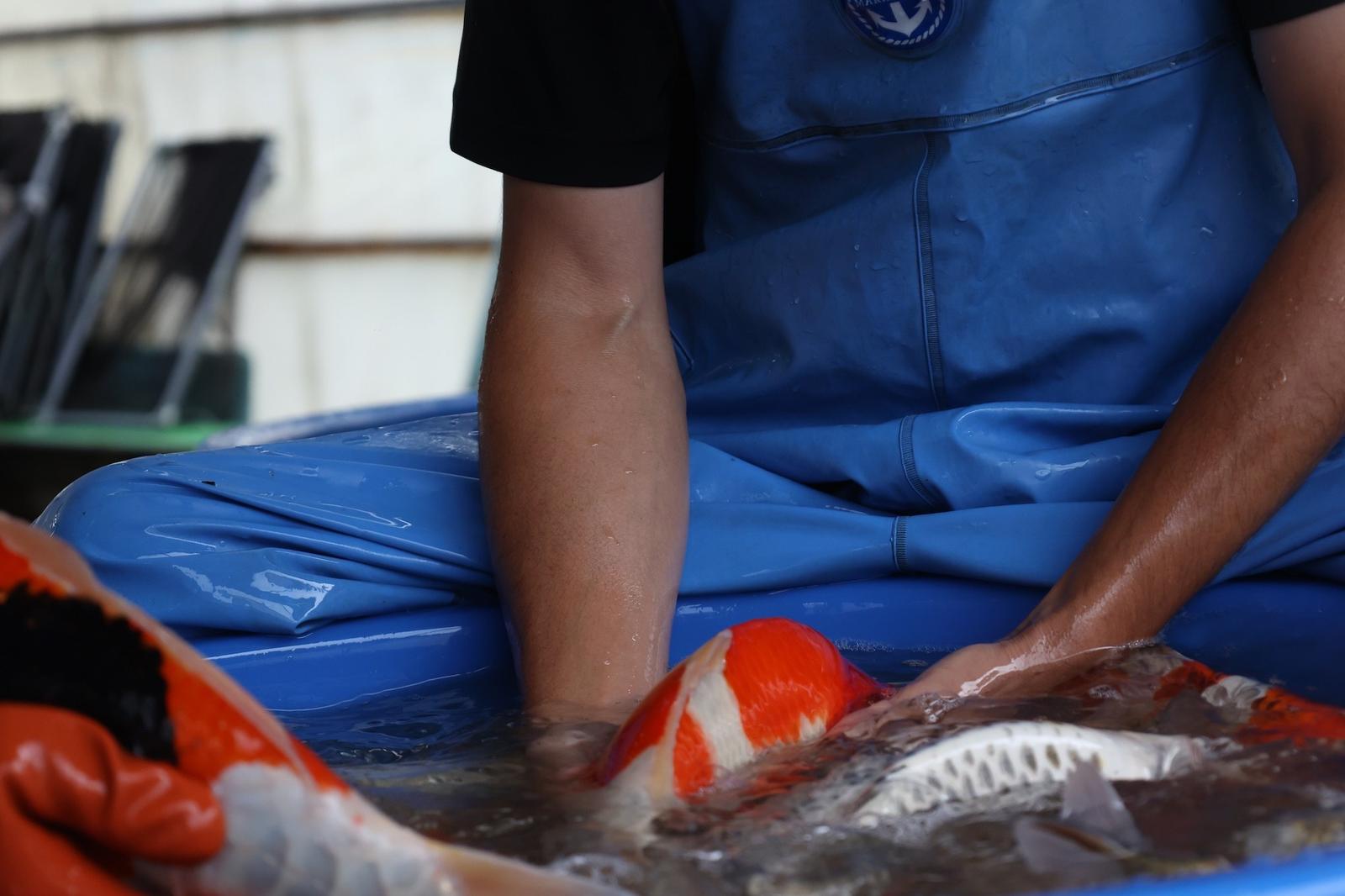Een Japanse kweker houdt een koi voorzichtig in een blauwe bak