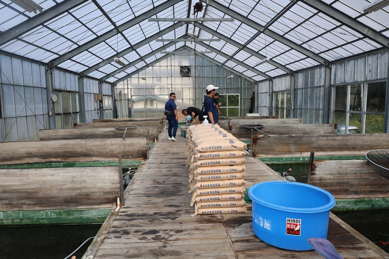 Kas met bassins bij Hiroi Koi Farm in Japan