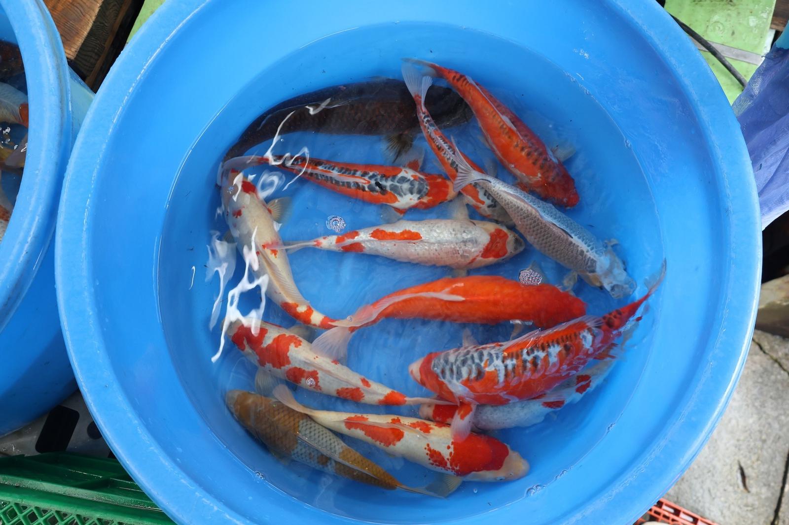 Meerdere echte koi zwemmen in een ronde blauwe bak