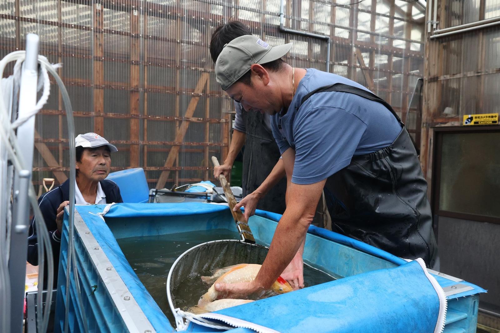 Een kweker schept koi uit een bassin in Japan