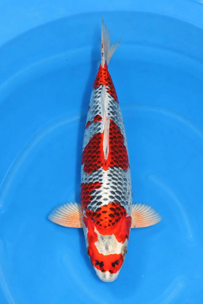 Kujaku, 53 cm, Miyatora
