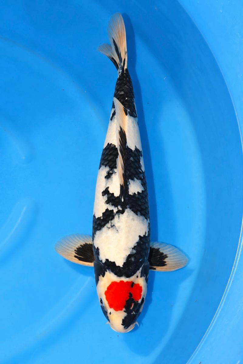 Tancho Showa, 53 cm, Miyatora