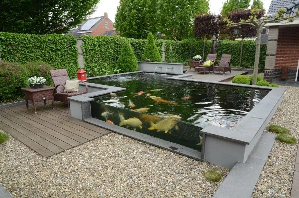 Hoe de Koi dealer dealt met Corona?!, foto 12