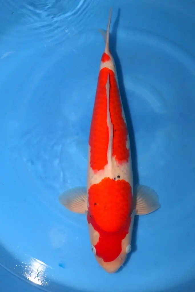 5 Hoge kwaliteit Koi (nisai 50cm) gescoord bij Yammamatsu (sakai), foto 3