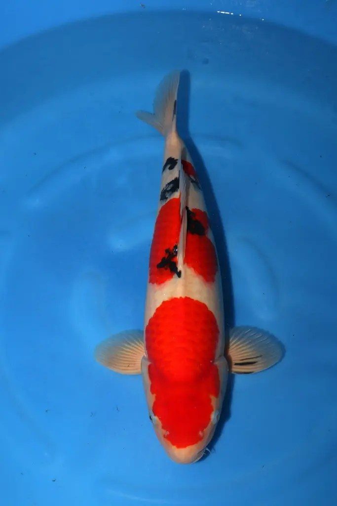 5 Hoge kwaliteit Koi (nisai 50cm) gescoord bij Yammamatsu (sakai), foto 4