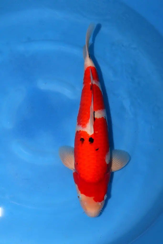 5 Hoge kwaliteit Koi (nisai 50cm) gescoord bij Yammamatsu (sakai), foto 5