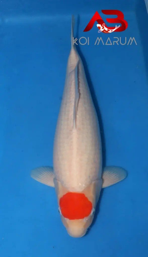 Koi Hunt Dag 10:, foto 3