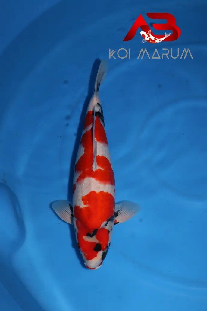 Koi Hunt Dag 10:, foto 4