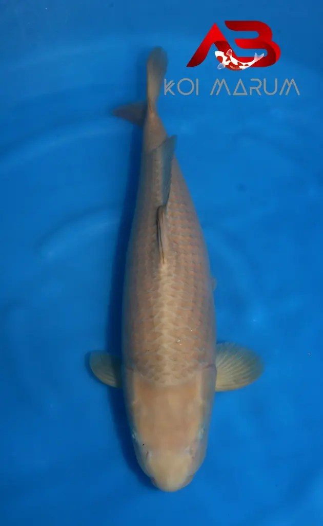 Koi Hunt Dag 10:, foto 5