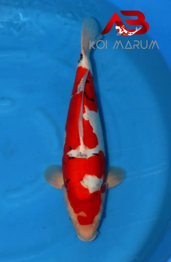 Koi Hunt Dag 10:, foto 6