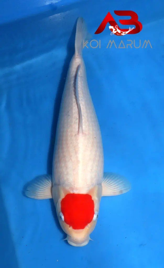 Koi Hunt Dag 10:, foto 7