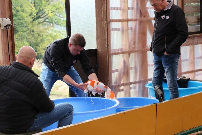 Koi Hunt Dag 10:, foto 8