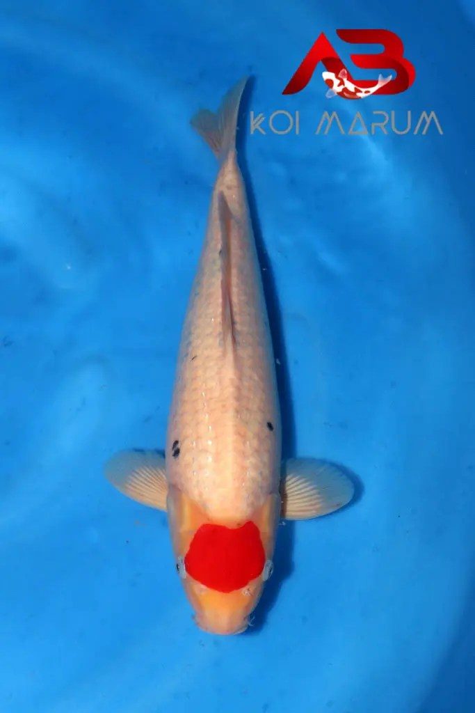 Koi Hunt Dag 11:, foto 13