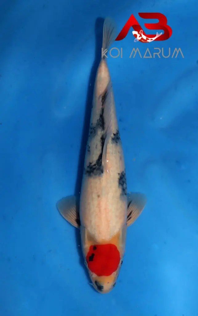 Koi Hunt Dag 11:, foto 15