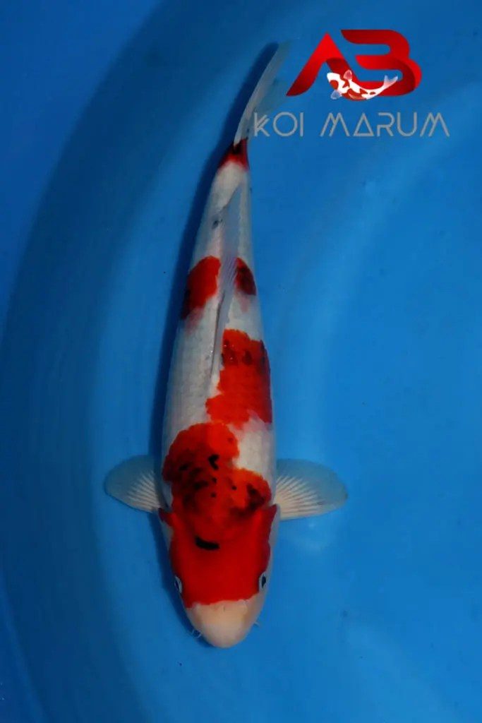 Koi Hunt Dag 11:, foto 3
