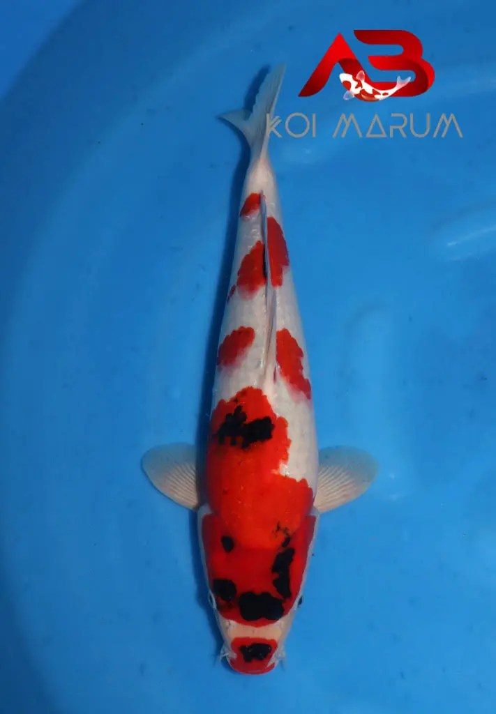 Koi Hunt Dag 11:, foto 4