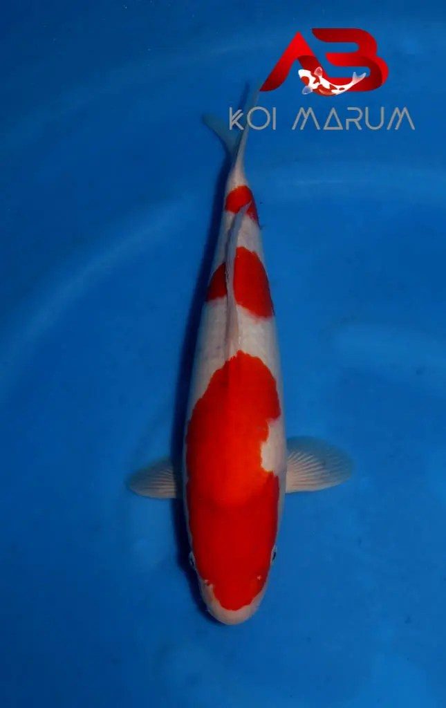 Koi Hunt Dag 11:, foto 5