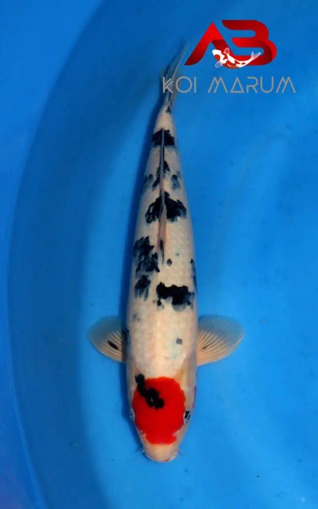 Koi Hunt Dag 11:, foto 6