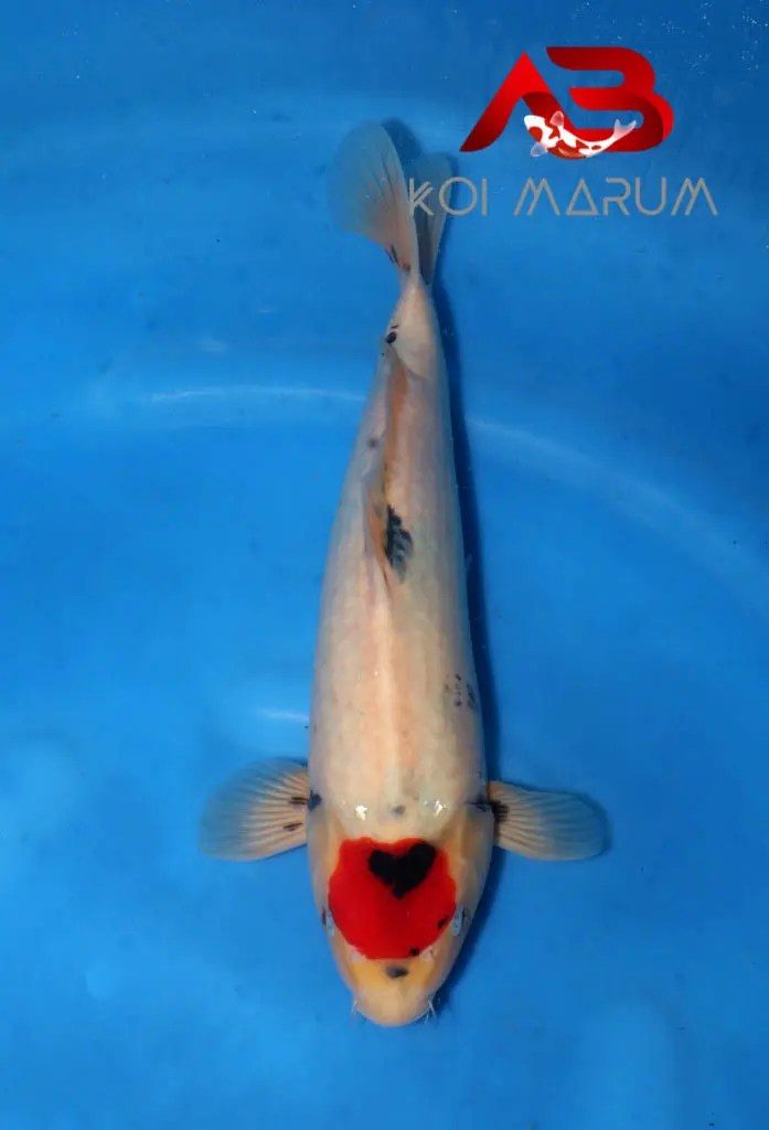 Koi Hunt Dag 8: Zeer betaalbare Tancho Showa gescoord vanuit de Momotaro Mako bloedlijn, foto 6