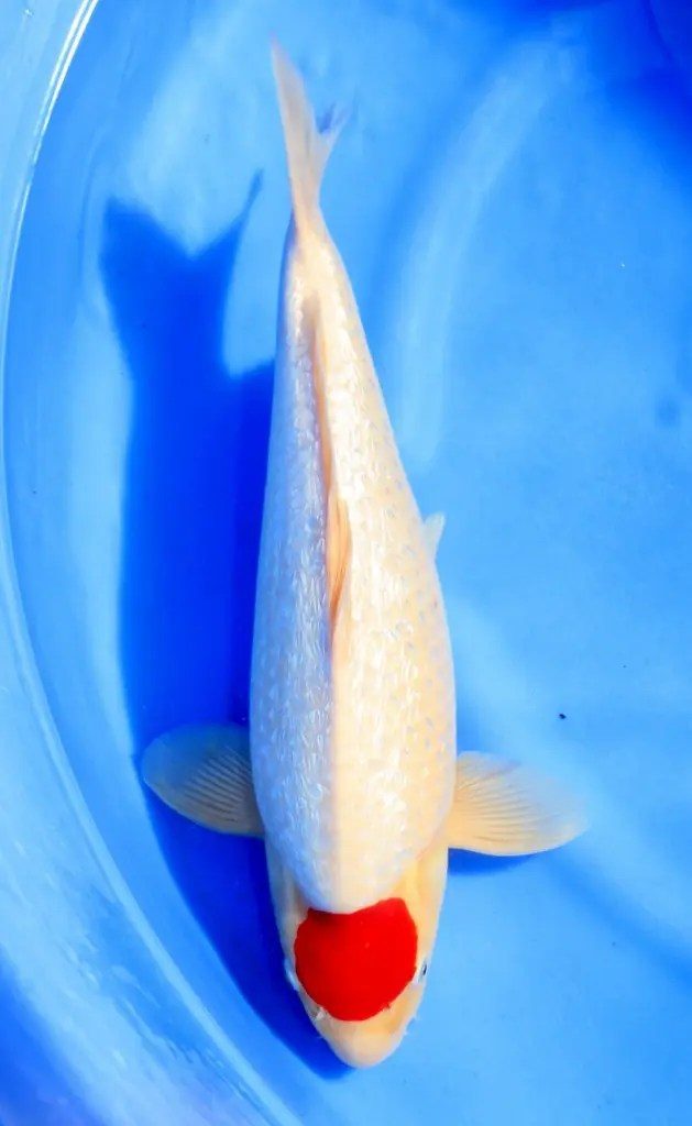 Mandarijntjesdag bij Miyatora, Oofuchi en Omoshiroi?!, foto 7