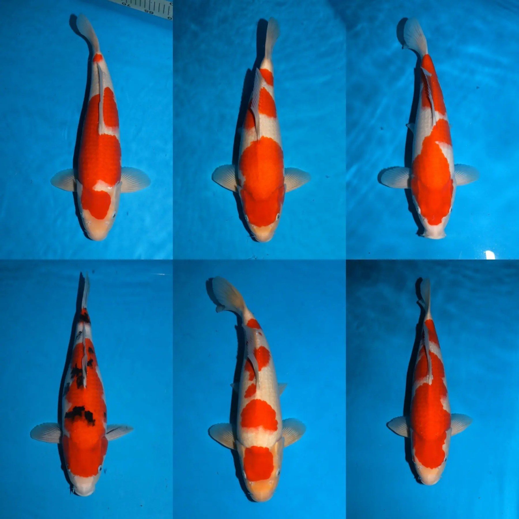 Nagoshi Kohaku; Zembu Style + Miyatora toeval Tancho toppers, foto 5