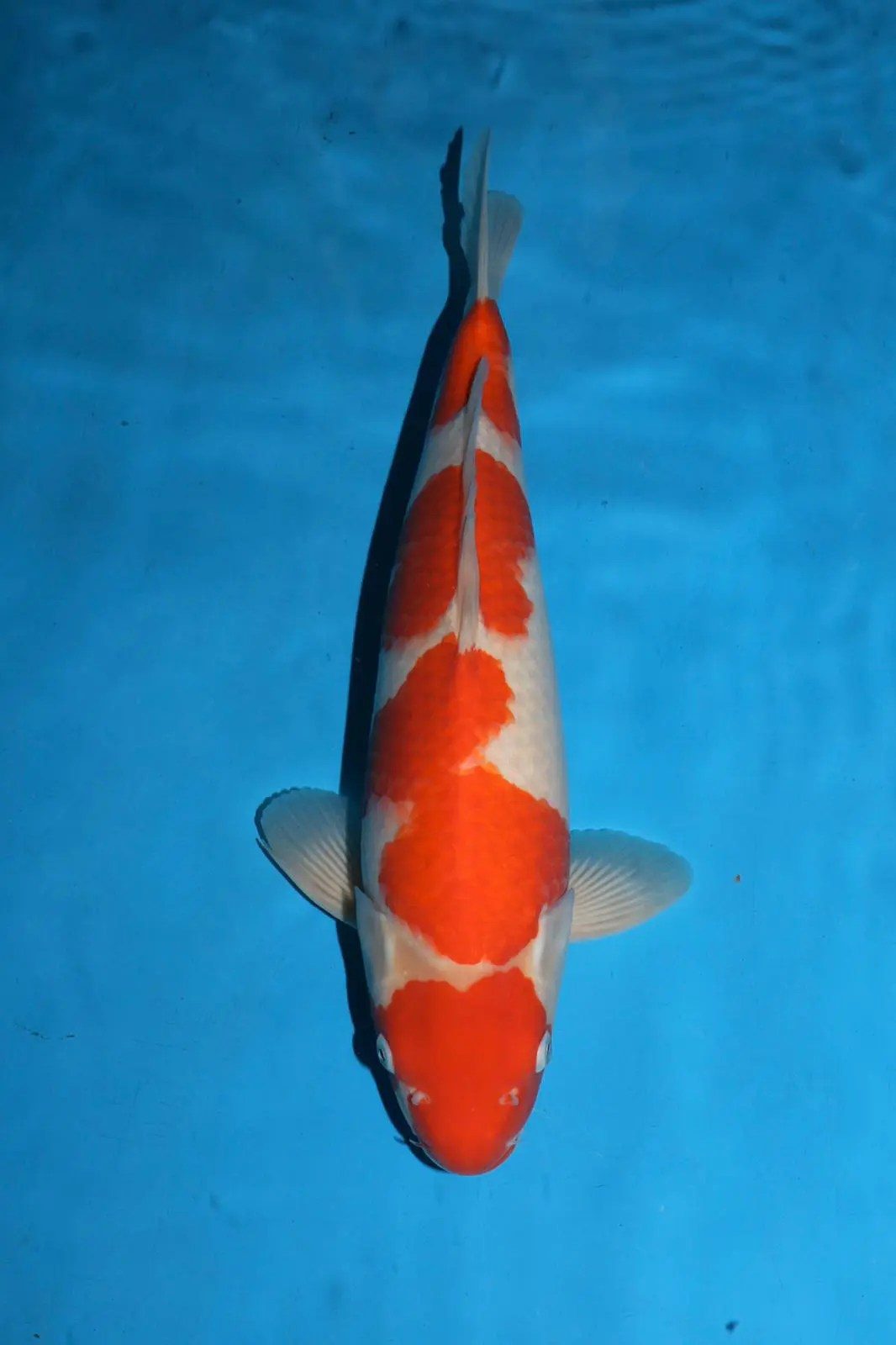 Nagoshi Kohaku; Zembu Style + Miyatora toeval Tancho toppers, foto 7