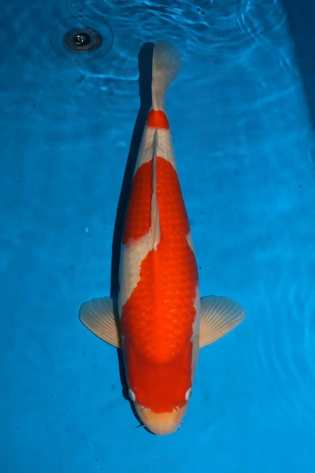 Nagoshi Kohaku; Zembu Style + Miyatora toeval Tancho toppers, foto 8