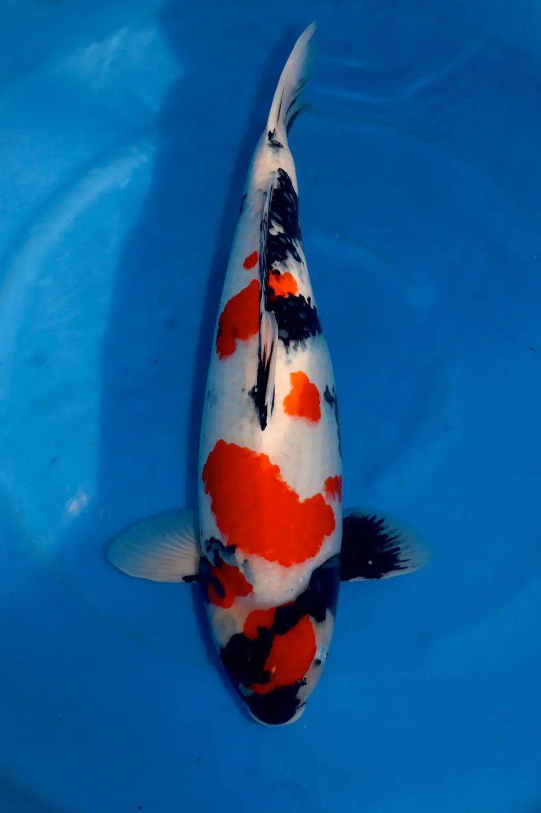 AB Koi Marum bemachtigd haar allereeste Azukari Koi bij Miyatora Koi Farm, foto 4