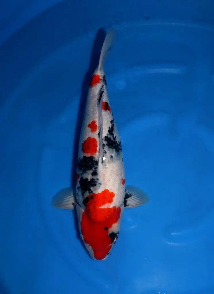 6X betoverend goede Sekiguchi Showa naar Marum!, foto 3