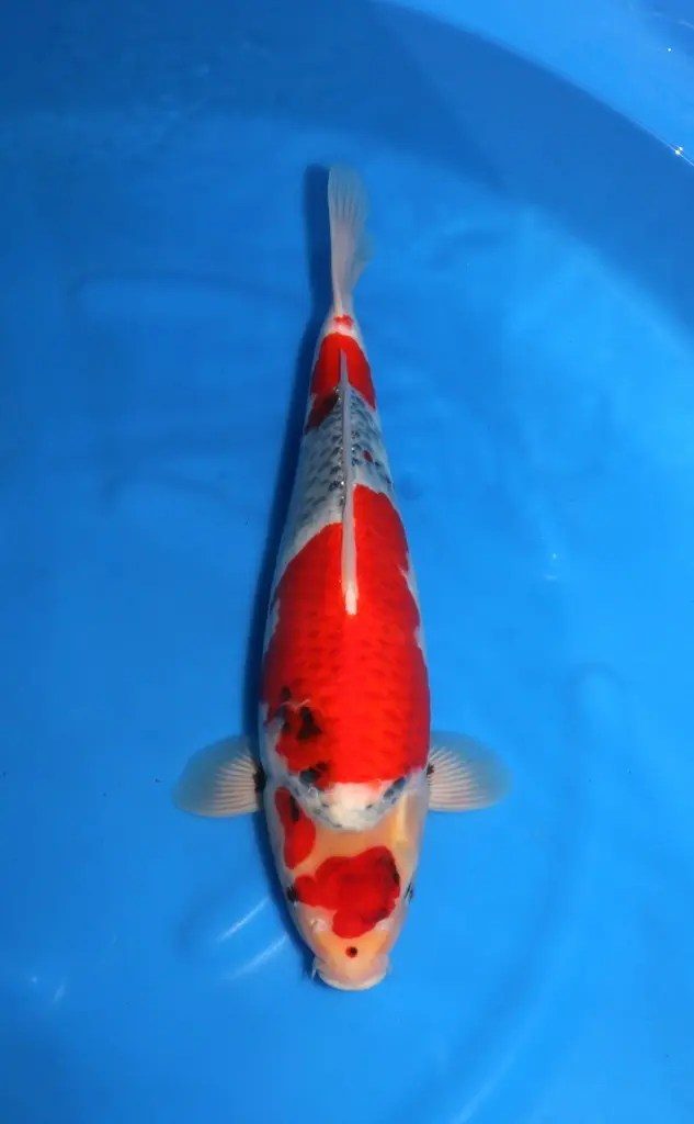 6X betoverend goede Sekiguchi Showa naar Marum!, foto 4