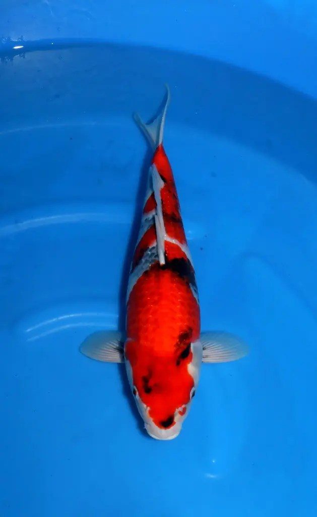 6X betoverend goede Sekiguchi Showa naar Marum!, foto 5