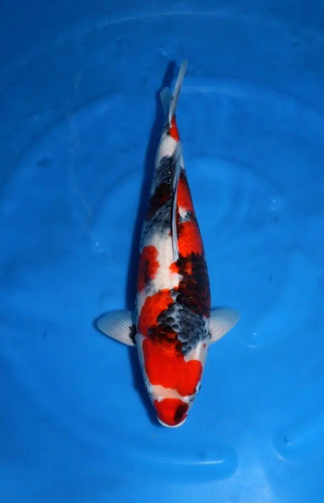 6X betoverend goede Sekiguchi Showa naar Marum!, foto 6