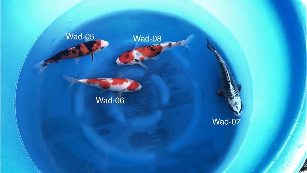 wada2