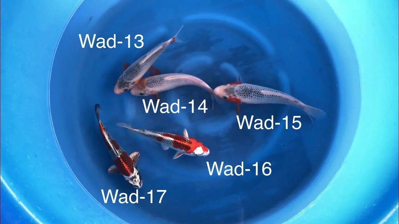 wada 3
