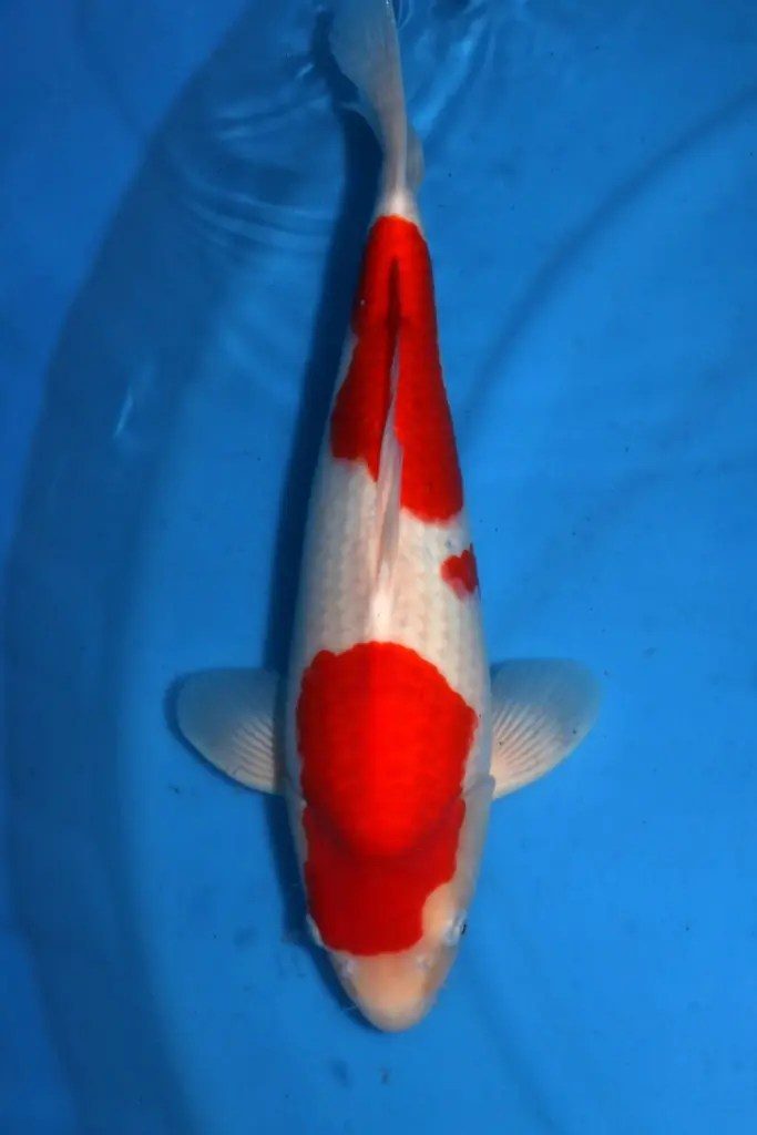 15 + 1 Unieke Hirasawa Kanoko Kinrin Red Karashigoi?!, foto 4