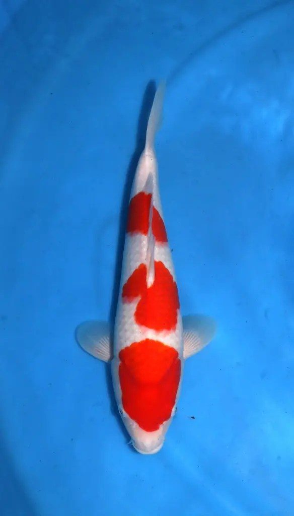 15 + 1 Unieke Hirasawa Kanoko Kinrin Red Karashigoi?!, foto 6