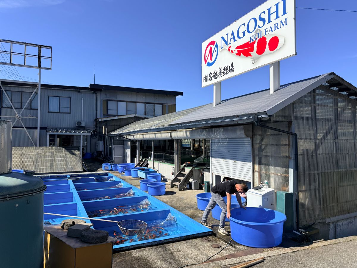 Het Spiekbriefje van Nagoshi: Een Zenuwslopende Selectie, foto 16