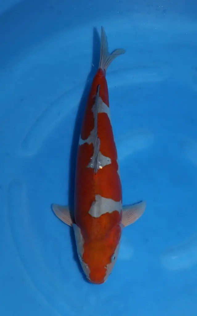 AB Koi Event C, foto 20